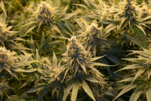 Why does THCA flower develop unique bud characteristics?