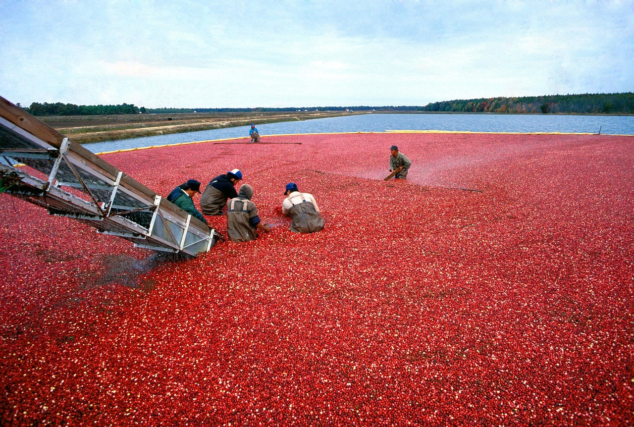 Cranberry, harvest, red — 6 Facts and Myths Associated with Greyhound Racing