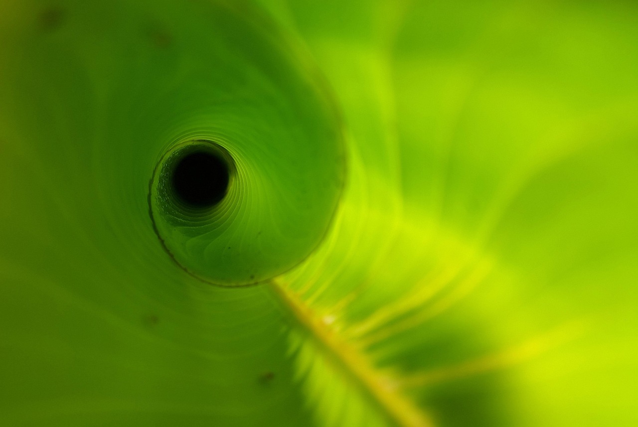 Heliconia leaf, unfurling, new — DFM 101 Infographic