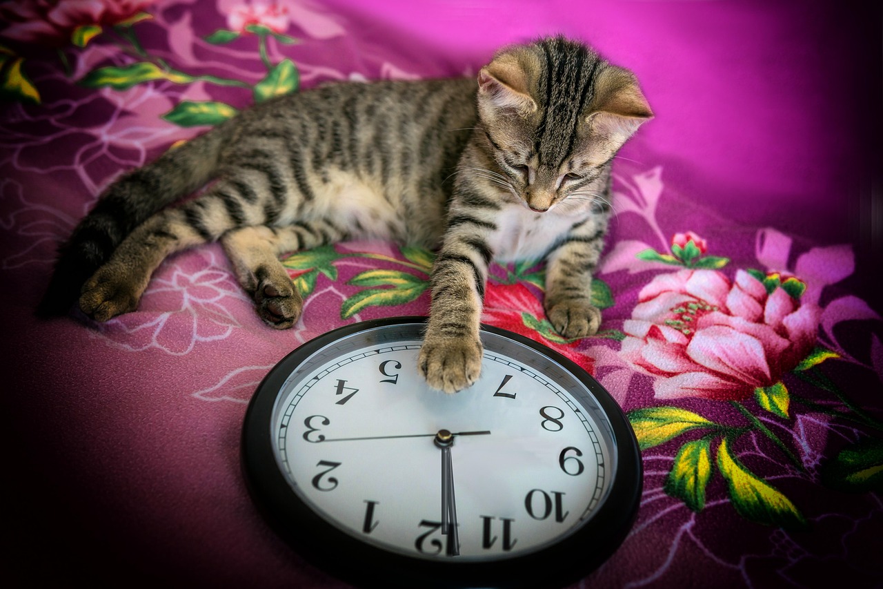 Sylvester, clock, animal — Eine Umfassende Bewertung Dieses Beliebten Online-casinos In Germany