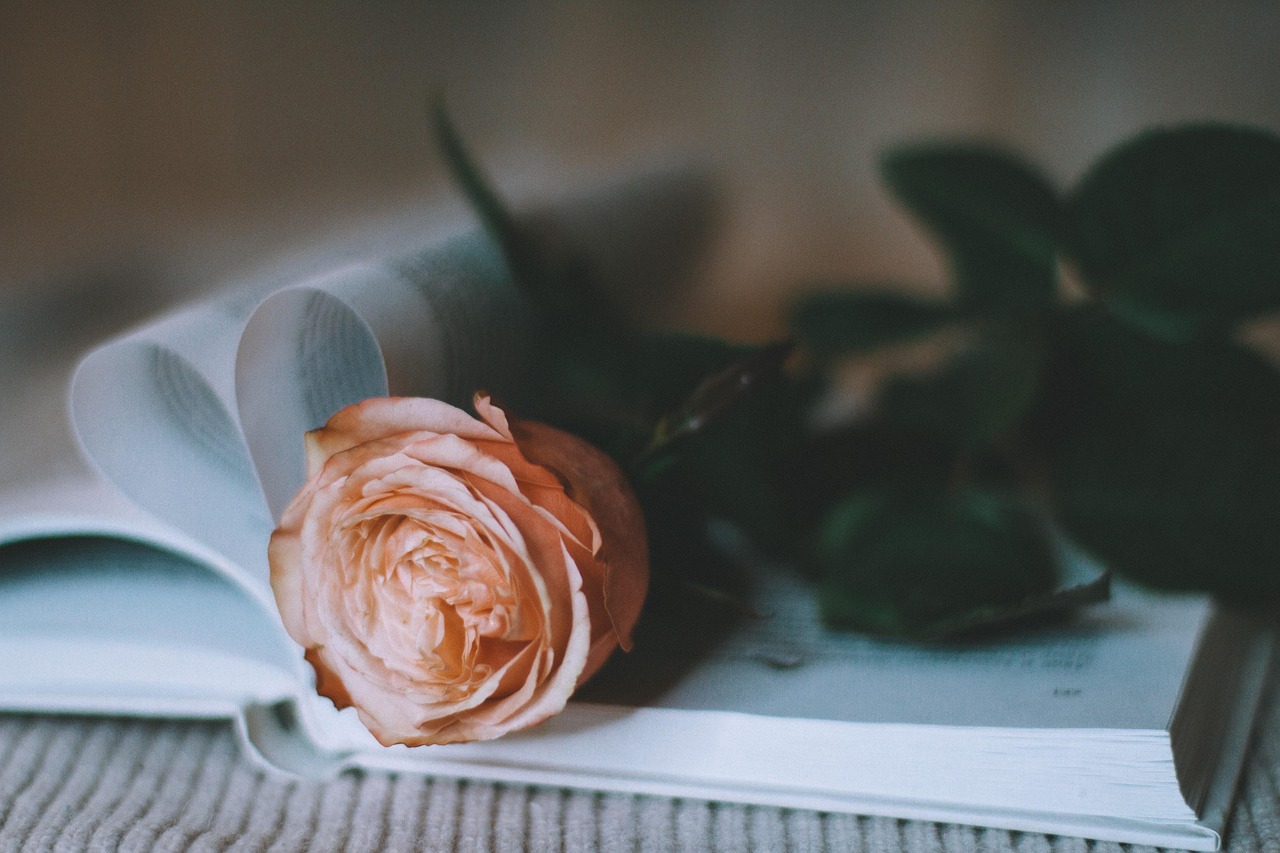 Rose, flower, flower background — Experience Language and Life Together With Spanish Immersion in Costa Rica