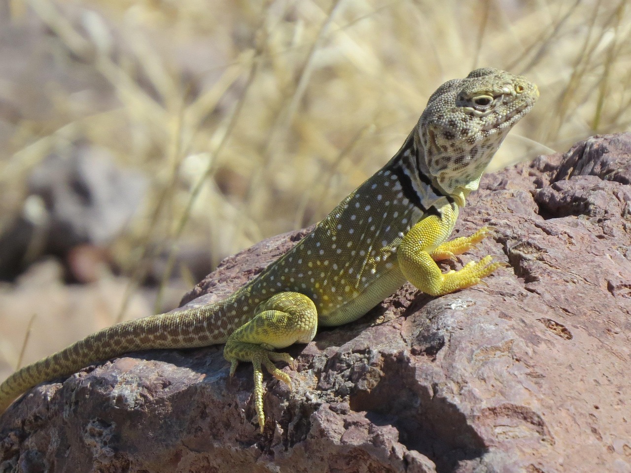 Reptile, lizard, wildlife — Facts About Robots That Everyone Should Know