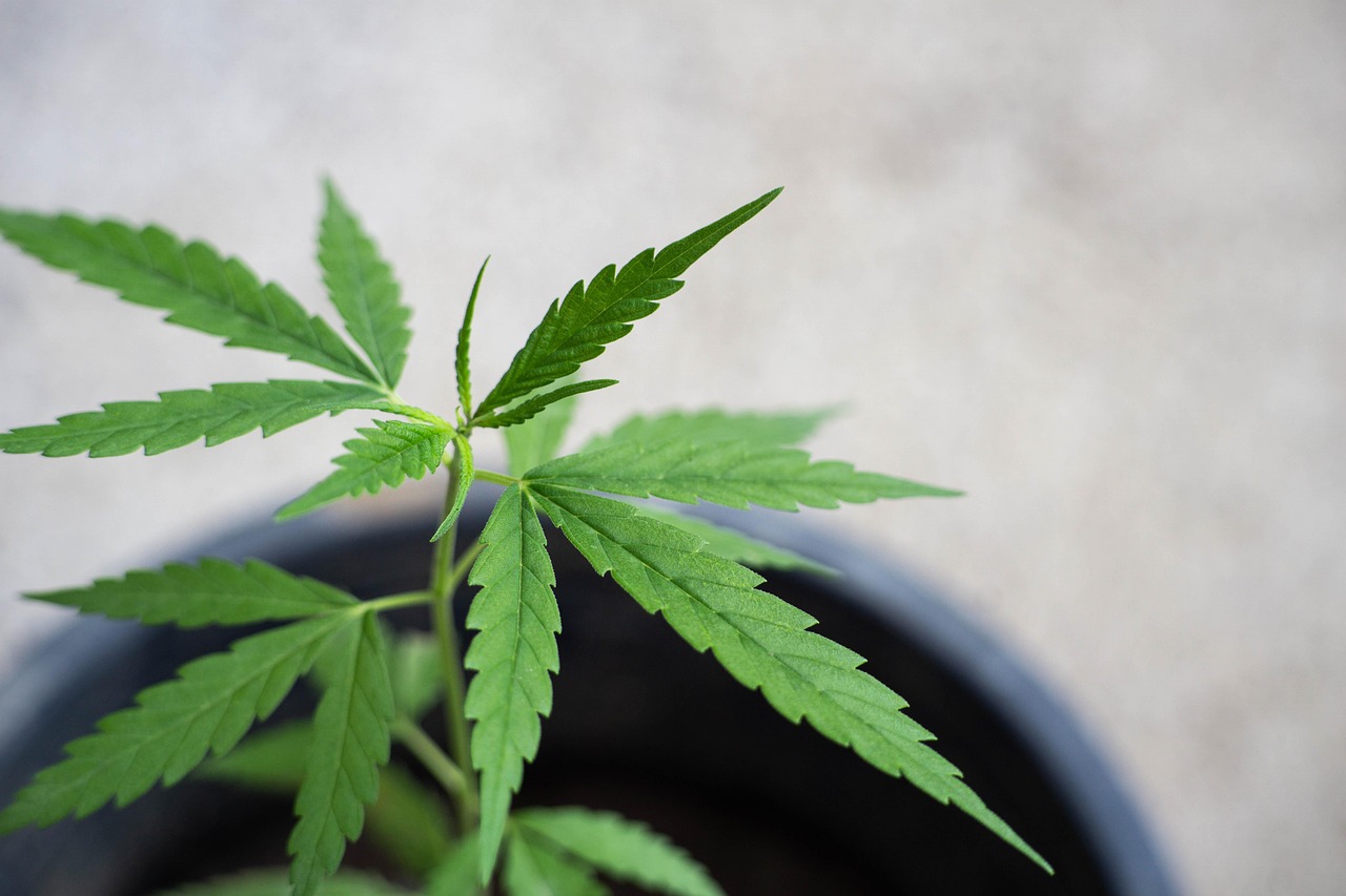 Cbd, beautiful wallpaper, thai cannabis — Get Reliable Service and Great Value from a Leading Online Dispensary in Canada