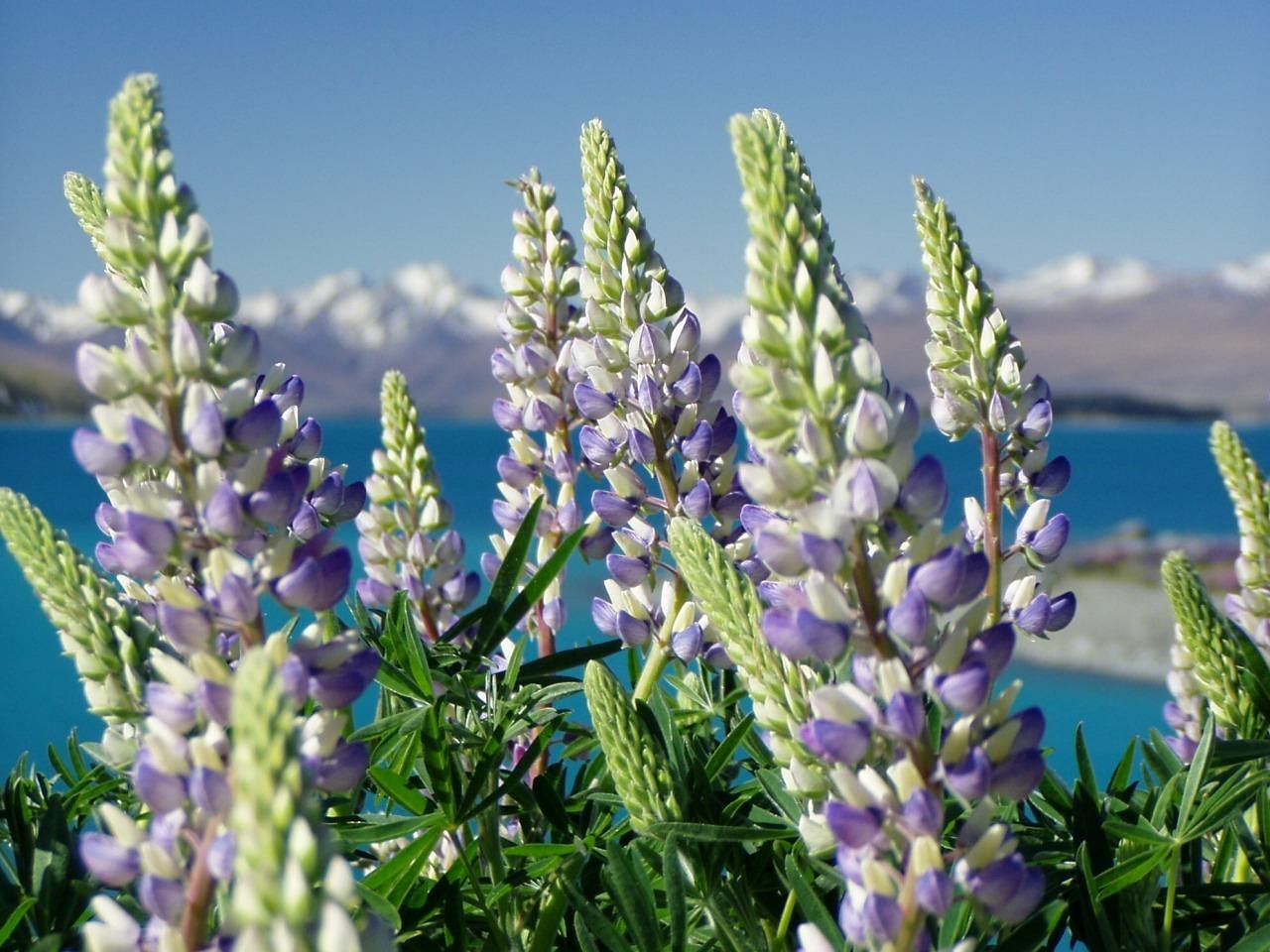 Lupinias, nature, new zealand —