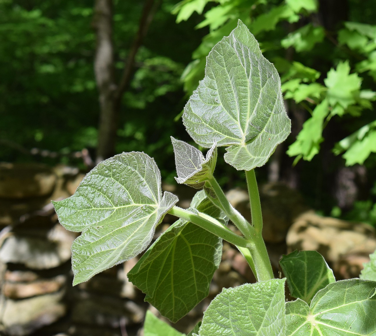 New paulownia leaves, princess tree, paulownia — Important facts and trade of Webull Financial
