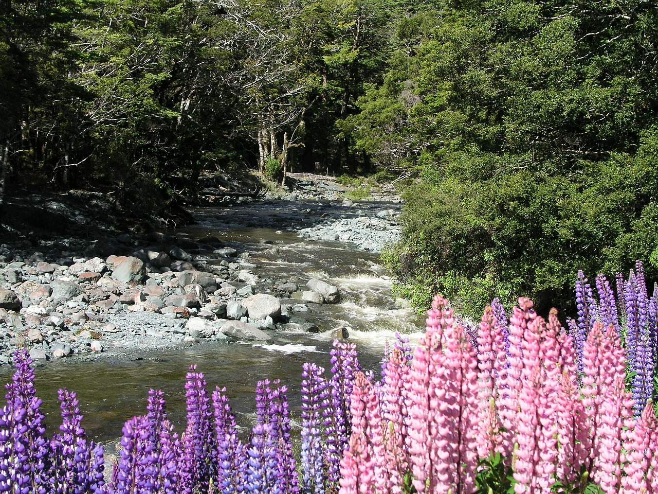 New zealand, new, zealand — Meilleur casino en ligne en France