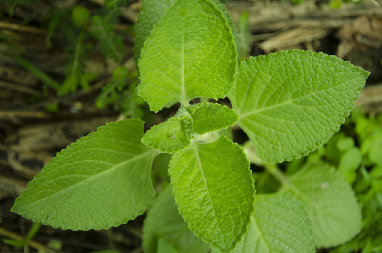 Oregano, leaves, green — Popular blends in elux legend range