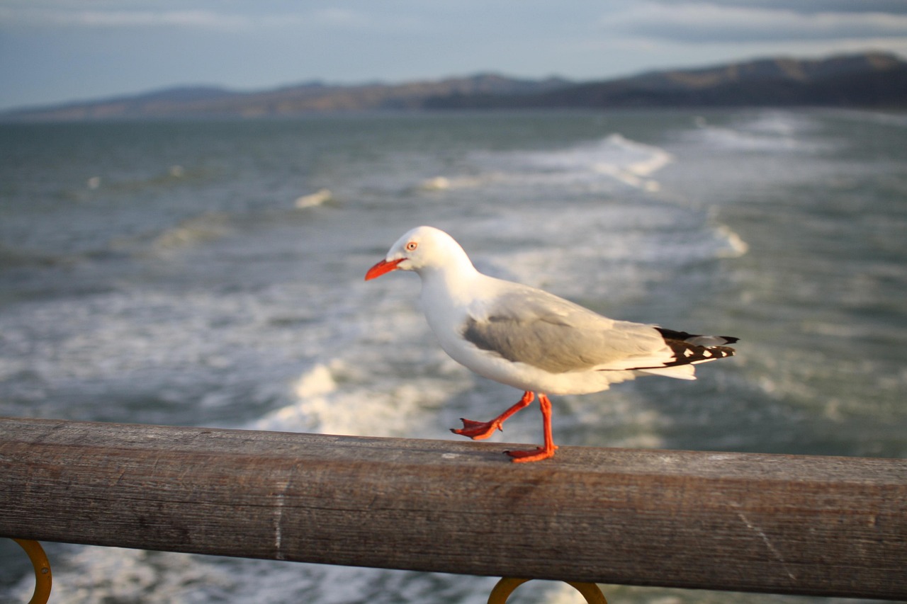 Seagull, bridge, ocean — Renting a Trailer: What You Need to Know about Rental Deposits and Insurance