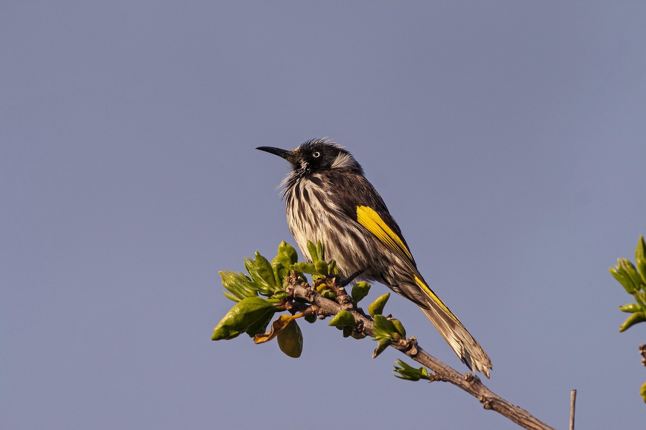 Bird, australian, nature — Tech Pass is a boon for tech industries and locals in Singapore