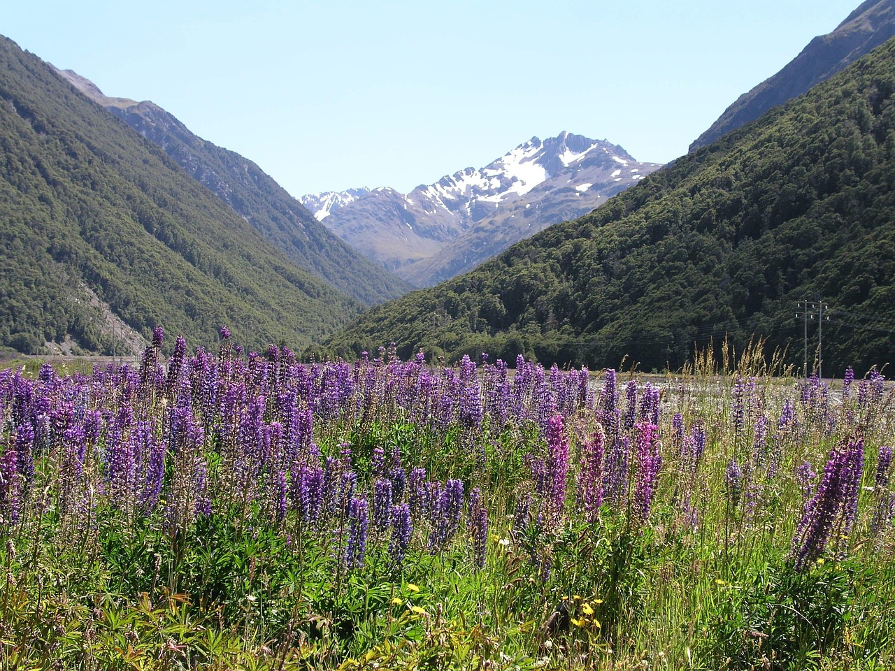 New zealand, new, zealand — The Legal Options and Debt Collection Options for You Now