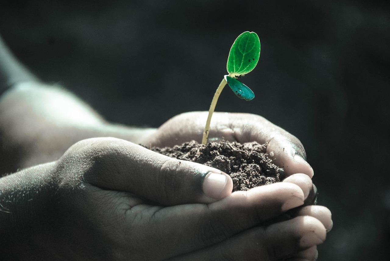 Hands, macro, plant — The Secret to Fast-Tracking Agency Growth: White Label PPC